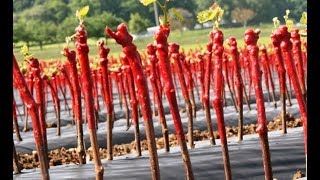 Viticulture production de barbus plants de vigne résistant au Phylloxera [upl. by Kathlin]