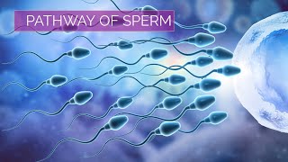 Pathway of Sperm  Male Reproductive System [upl. by Nnarefinnej]