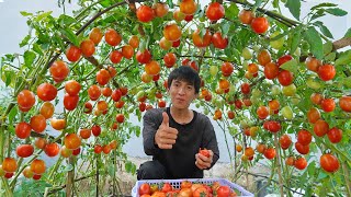 Wish I knew this method of growing tomatoes sooner Many large and succulent fruits [upl. by Arihs]