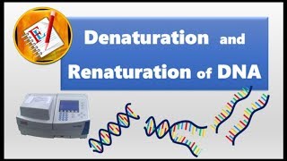 Denaturation and Renaturation of DNA [upl. by Nommad]