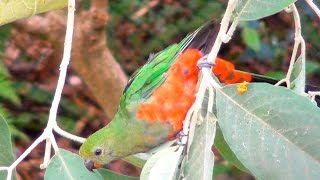 Australian KingParrot [upl. by Nunes]