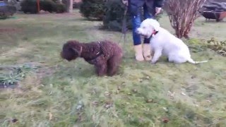 Lagotto Romagnolo playing HD [upl. by Ethyl63]