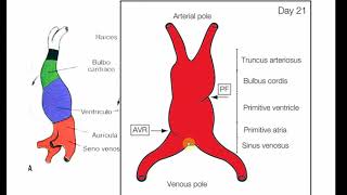 Histología CBCC5  T20b  Desarrollo aparato cardiovascular parte 1b Cambios ext tubo cardíaco [upl. by Oremar107]