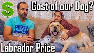 How Much We Paid for Our Labrador Dog Cost of Our Dog in USA [upl. by Glantz857]