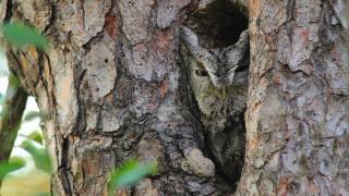 Through the Lens Eastern ScreechOwl Camouflage [upl. by Henryk778]