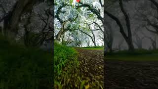 Sham bhi khoob hai shortsfeed love song nature [upl. by Bonnell]