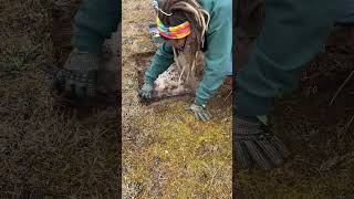 Headstone Cleaning for WWII Veteran veteran worldwar2 [upl. by Seton]