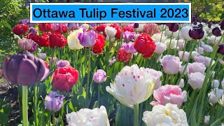 Explore the Ottawa Tulip Festival Breathtaking tulips in full bloom splendor [upl. by Annaj]