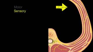 Intercostal nerves [upl. by Kartis]