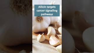 Allicin in Garlic Inhibits Cancer Cells [upl. by Horne]