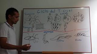 ciclo de vida del Trypanosoma cruzi [upl. by Annoid218]