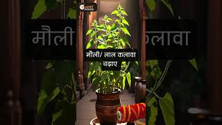 देवउठनी एकादशी से लेकर पूर्णिमा तक कर सकते है तुलसी विवाह। [upl. by Paulson]