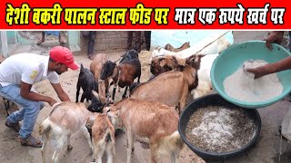 । देशी बकरी पालन स्टाल फीड पर ।।deshi bakri palan stall feed par। [upl. by Ydissac657]