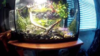 TREE FROG VIVARIUM [upl. by Ateloiv348]