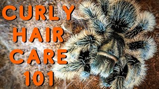 Curly Hair Tarantula Care  Good Tarantulas for Beginners Tliltocatl albopilosus [upl. by Anihsak]