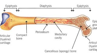 Developmental of Bone in pashto part 2 Structure of Bone Types of Bone [upl. by Artie768]