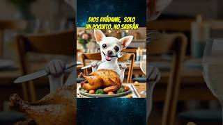 El perrito hambriento 🥘 shortsviral perros mismascotas mascotas chihuahua babypet perros [upl. by Odlanor180]