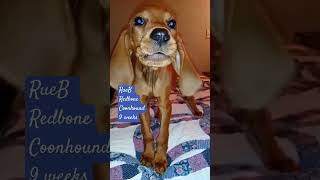 🐾💙🐾 redbone coonhound cute barking [upl. by Airom]