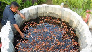 How an Ornamental Fish Farmer is Outdoorly Raising Thousands of Fish Shocking Growth [upl. by Barlow]