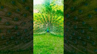 song peacock peacockdance petsvlog birds jangli nature gardenbirds janglivlogs like [upl. by Home]