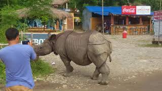 Rhino came out from Chitwan National Park Nepal [upl. by Yclehc671]