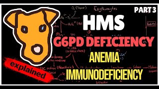 Mechanism of Glucose 6 phosphate Dehydrogenase deficiency Anemia Immunodeficiency [upl. by Charo]