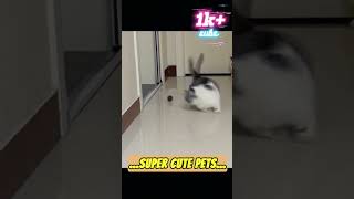 Shake Away Your Worries Adorable and Silly Kitten FunnyPetActions CatLovers PetVideos shots [upl. by Jew]