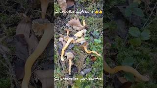 La Chanterelle Jaunissante Craterellus Lutescens 👍👍 mushroom fungi automne nature alpes forêt [upl. by Tade]