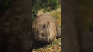 Lasiorhinus latifrons krefftii island wombat Tasmanian wombat [upl. by Yaniv]