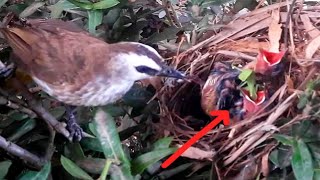 Yellow vented bulbul bird forces baby to eat locusts while buying tents alivebirds [upl. by Letsyrk740]