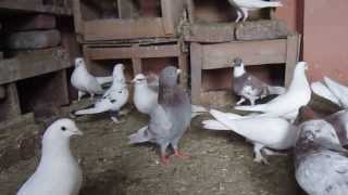 PIGEONS NU BIMARIA TO DOOR KARAN LAI DESI MEDICINE BY SSARWAN SINGH KLER [upl. by Dnyletak]