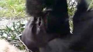 Gorilla picking his nose [upl. by Manno]