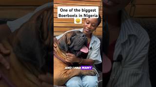 Biggest Boerboel 🇳🇬mastiffdog boerboels mastiffs mastiffsworldwide [upl. by Idham]