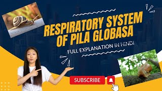 BSc Zoology Notes Respiratory System Of Pila globosa Apple Snail Pila globosa educatorbug [upl. by Irby]