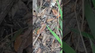 Small Toad Camouflaged by Leaves amp Saw Palmetto by Trail Little Big Econ State Forest Geneva [upl. by Gora464]