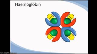 Structure and function of haemoglobin cooperativity [upl. by Ymereg995]