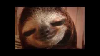 New Animal Planet Meet the Sloths series trailer 2013 [upl. by Chelsae]