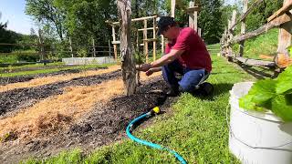 Oh no A grape plant has bit the biscuit Replacing dead grape plant Himrod variety [upl. by Silyhp]