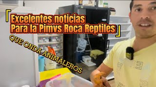 Excelentes noticias para la PIMVS Roca Reptiles 🦎🐍🐸🐢🐛 [upl. by Gipsy]