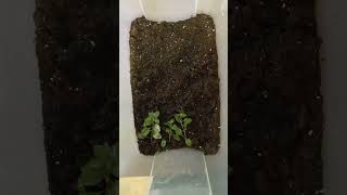 How To Grow Emersed Aquarium Plants Ludwigia Repens 🌱 [upl. by Nahtanoy]