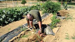 Green Garden HARVEST How to Harvest Red Potatoes [upl. by Gussi21]