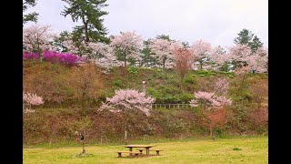 JG8K HDR 秋田雀舘公園の桜 AkitaSakura at Suzumedate Park [upl. by Bywaters]