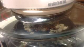 Popping corn in a NuWave type counter top oven [upl. by Ohcamac]