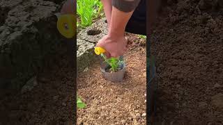 Transplanting process of vegetable seedlings [upl. by Firahs290]