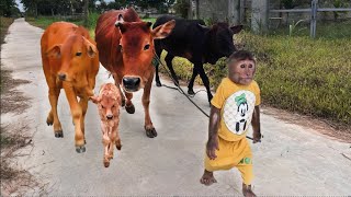 Best moments cow Best funny CUTIS amp Cows [upl. by Nal]