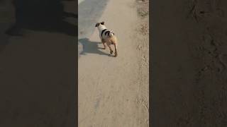 Indian funny dog video Pakistani comedy show United State Kingdom alangu adorabledog dogsworld [upl. by Korenblat]