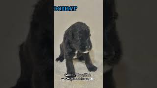 Giant Schnoodle puppies available We are taking deposits contactgunnieluvcom [upl. by Juan]