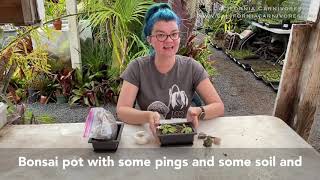 How to Make a Butterwort Pinguicula Windowsill Garden [upl. by Gherlein]