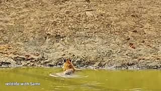 Tiger relaxing and roaring at Kabini  wildlife with Sami [upl. by Howe]