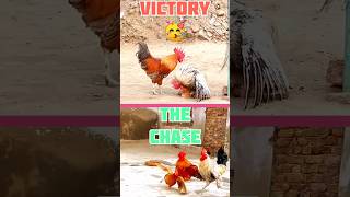 funny roosters chase shorts funny funnyshorts funnychicken chase funnyroostersaspets [upl. by Spillar]